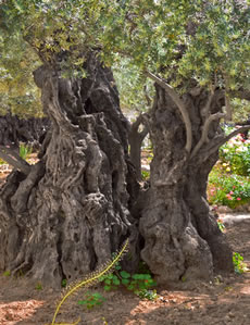 Olive tree