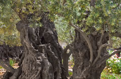 Olive trees